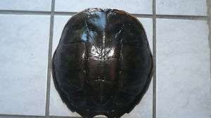 Turtle shell polyed ready to craft 12 long great  