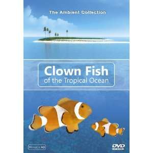 Clown Fish of the Tropical Ocean   Clown Fische im tropischen Ozean 