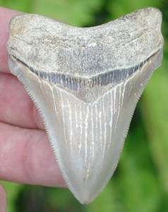 Fossil Miocene Land Found Megalodon Shark Tooth Teeth  