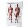 Lehr  und Lerntafeln   Muskelsystem des Menschen, 70 x 100 cm  