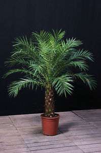 Zimmerpflanze Zwergdattel Palmen Roebelenii Palme 110cm  