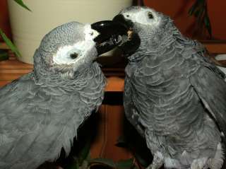 TAXIDERMY KISSING AFRICAN GREY PARROTS STUFFED BIRDS  