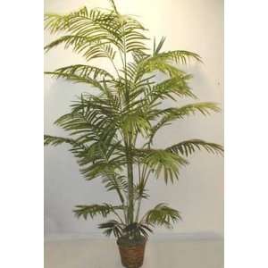 Tropical Areca Palm 