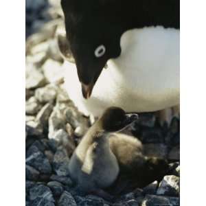 An Adelie Penguin Looks Down at Its Chick in Its Nest. Adelie Penguin 