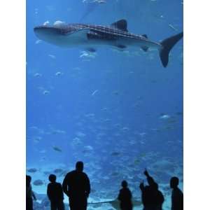  Whale Shark Swimming in Tank with People Below at Georgia Aquarium 