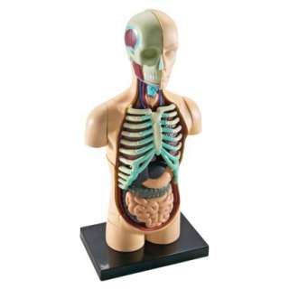 Learning Resources Anatomy Models   Human Body.Opens in a new window