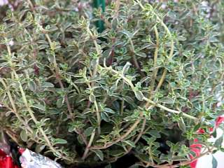 Silver Christmas Thyme Plant   4 Pot   Herb  