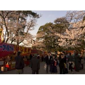 Cherry Blossom Viewing Hanami, Kanazawa City, Honshu Island, Japan 