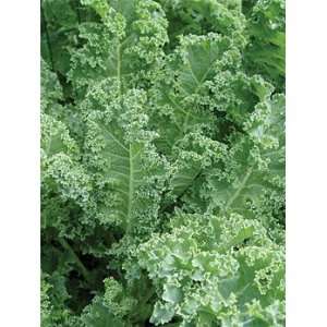  The Cooks Garden   Kale, Winterbor Patio, Lawn & Garden