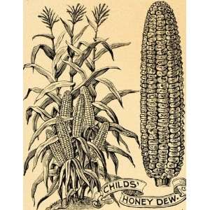  1895 Print Childs Honey Dew Corn Crop Art J. L. Childs 