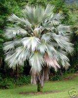Pritchardia hillebrandii Dwarf BLUE HAWAII Palm Tree  