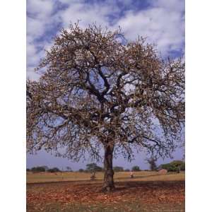  Shea Tree in a School Yard, near Lira, Uganda Photographic 