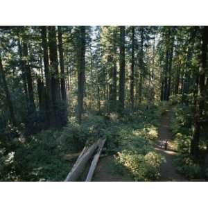  Birds Eye View of Hikers Dwarfed by a Forest of Towering 