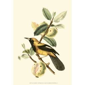  Cuvier Exotic Birds II by Baron cuvier Georges 13x19 