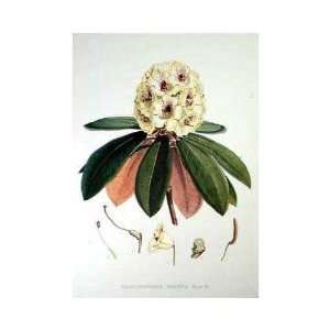  Rhododendron Wight II    Print