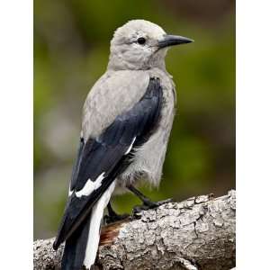  Clarks Nutcracker (Nucifraga Columbiana), Manning 