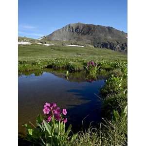  Parrys Primrose Next to a Tarn, Porphyry Basin, San Juan 