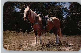 PostcardPalomino Horse w/Fancy Saddle & Harness  