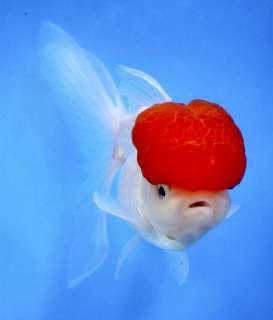   Imported Fancy Chinese Goldfish red cap fish koi pond NDK  