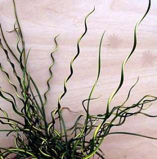 Curls of Love Plant   Juncus effusus Spiralis   Valentines Day Gift 