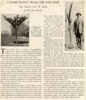 1930 ARTICLE ON RARE PLANT ~ THE SACRED LILY OF INDIA  