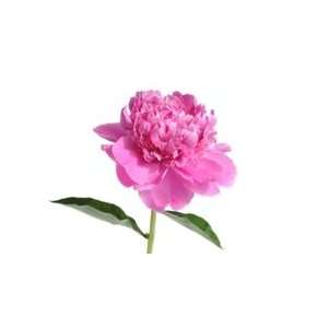  Pink Peony Flower   50 Stems Arts, Crafts & Sewing