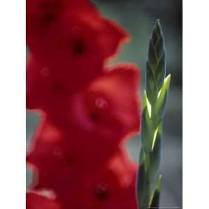 com Gladiolus Arabian Night, Close up of a Bud with Open Red Flowers 