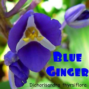 LIVE SAPPHIRE BLUE GINGER Cane Gorgeous PLANT of HAWAII  