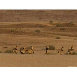 Hartmann S Mountain Zebra, (Equus Zebra Hartmannae), Damaraland 