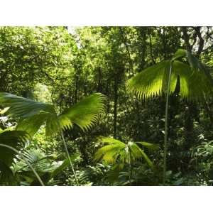  Rainforest Vegetation, Hanging Bridges Walk, Arenal, Costa 