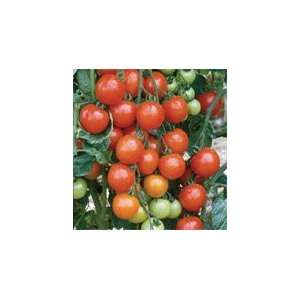  Davids Red Hybrid Cherry Tomato Sapho 10 Seeds per Packet 
