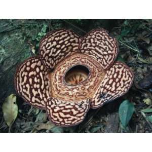 Close up of the Rafflesia, the Worlds Largest Flowering Plant, Borneo 