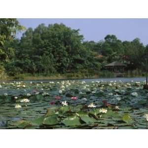 Water Lilies Float in a Lake at the Singapore Botanical Gardens 