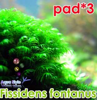 3x Fissidens fontanus PAD  Live aquarium plant moss co2  