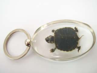 Large Keychain   Turtle Red eared Slider (Clear)  
