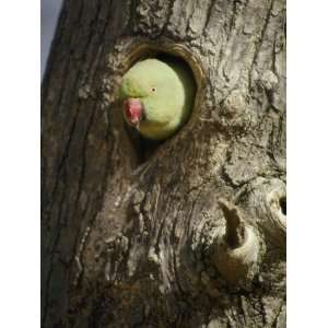  A Rose Ringed Parakeet Pokes its Head out of a Hole in a 