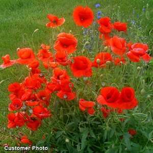  Red Poppy Seeds Patio, Lawn & Garden
