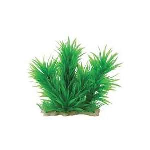   Elements Blyxa Combo / Green Size 12 18 Inch By Pure Aquatic Pet