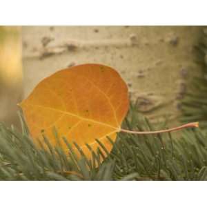  Close up of a Colorful Quaking Aspen Leaf Lying on a 