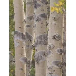  Close up of the Trunks of Quaking Aspen Trees in Fall 
