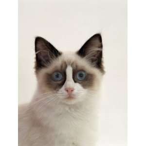  Domestic Cat, 5 Months, Portrait of Ragdoll Crossed with 