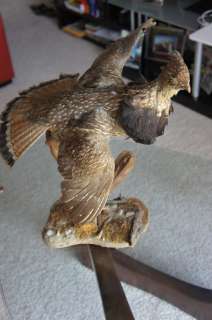   GROUSE MOUNT TAXIDERMY BIRD PHEASANT ANTLERS HUNTING GROUSE  