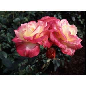  French Perfume Rose Seeds Packet Patio, Lawn & Garden