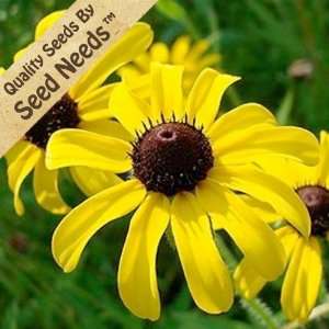 500 Seeds, Black Eyed Susan (Rudbeckia hirta) Seeds by 