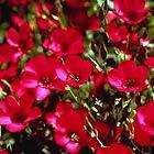 75+ SCARLET RED FLAX ANNUAL FLOWER SEEDS / GREAT GIFT