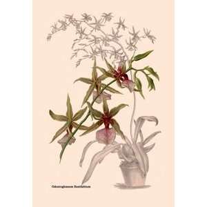  Orchid Odontoglossum Hastilablum   20x30 Gallery Wrapped 