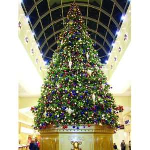   Giant Scotch Pine Commercial Christmas Tree   C7 LED Cool White Lights