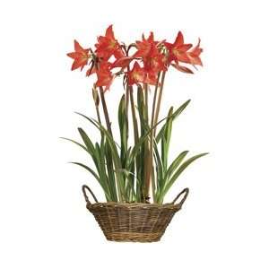 Multiflowering Amaryllis in Rustic Basket from Jersey Plants Direct 